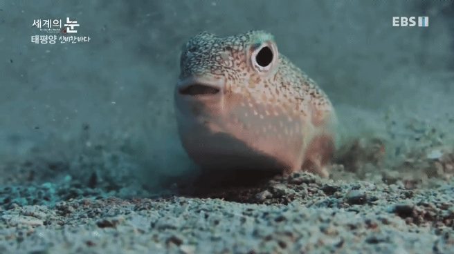 정말 흥미로운 과학자들이 12년만에 밝혀낸 바다속 신비한 문양의 비밀.jpgif | 인스티즈