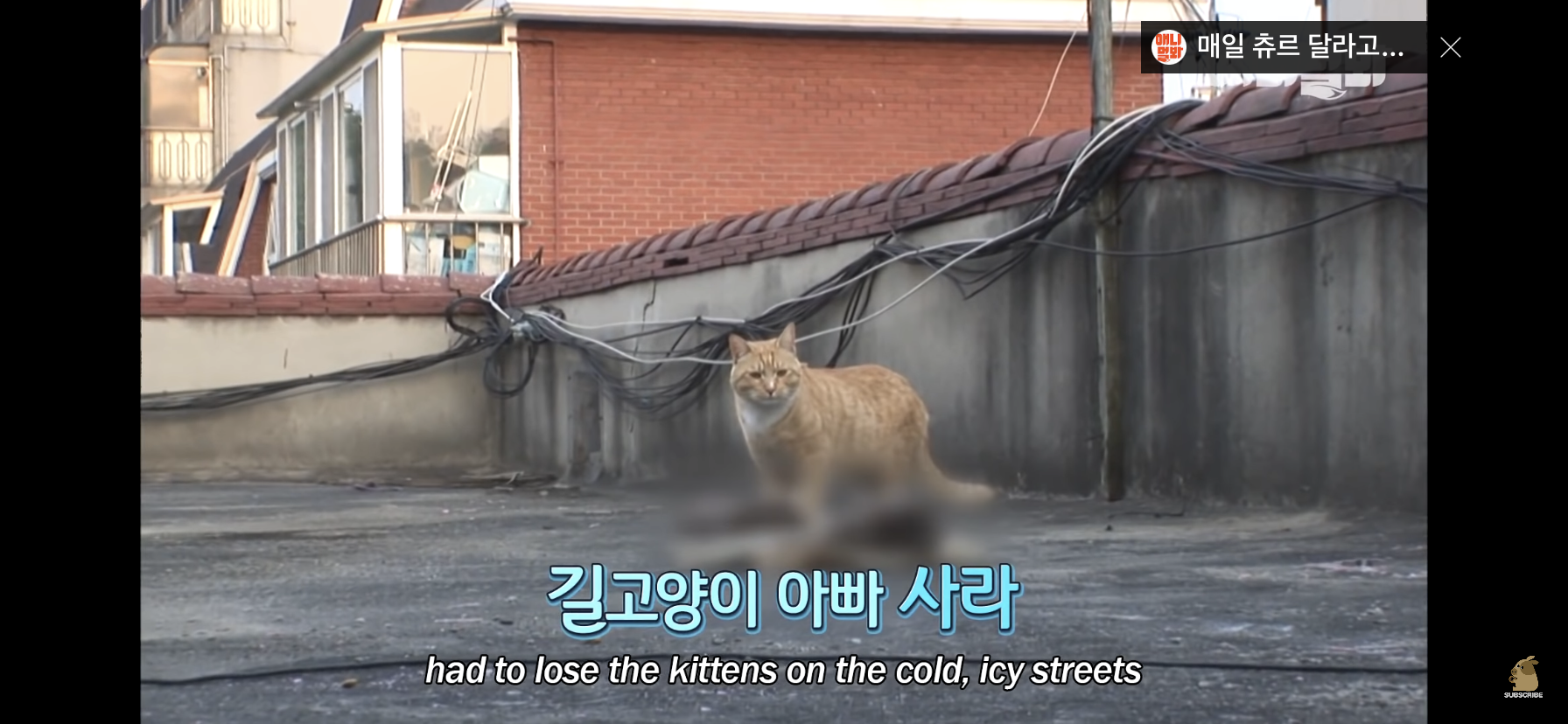 길고양이 목에 쪽지를 달자 생긴 영화같은 일 | 인스티즈