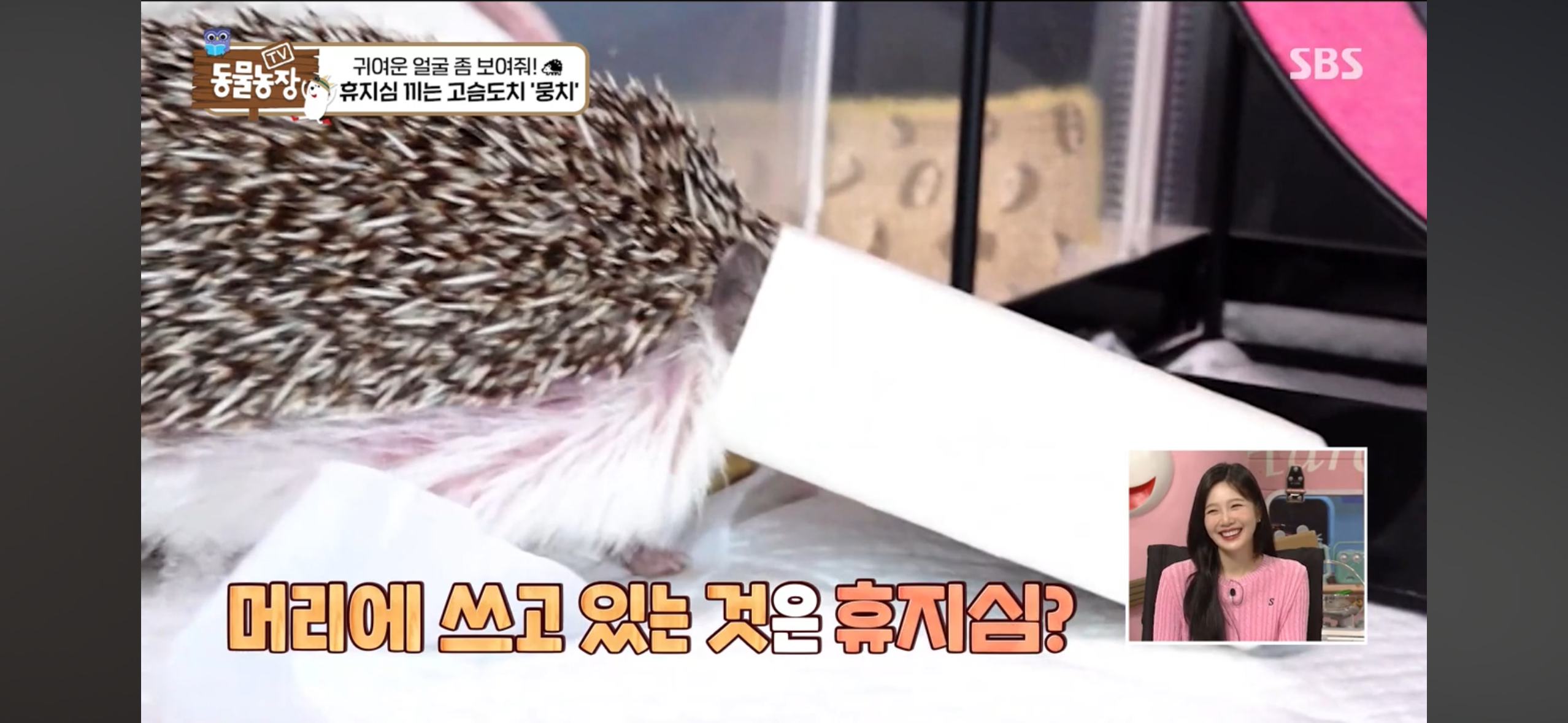 따봉고슴도치 휴지심 좋아도치 | 인스티즈