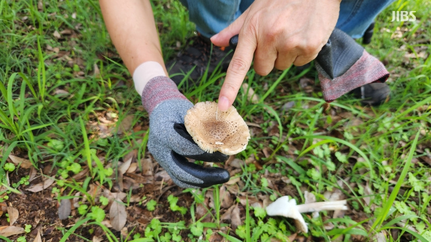 "3일이면 다 자라" 아파트 단지까지 퍼진 '독버섯' 우후죽순 | 인스티즈