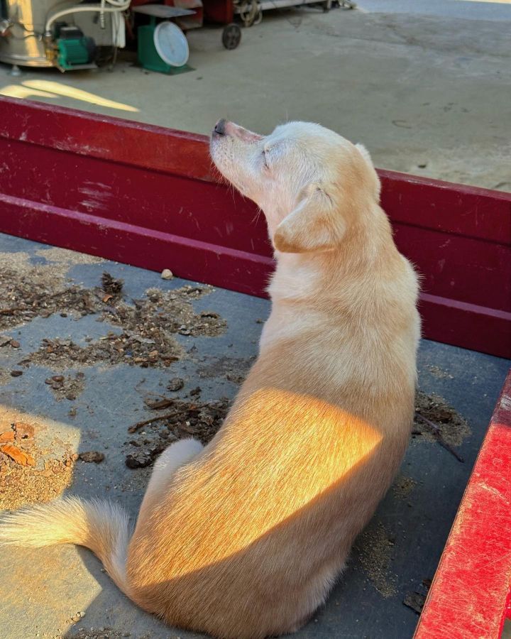 강아지 짱절미 투병근황 | 인스티즈