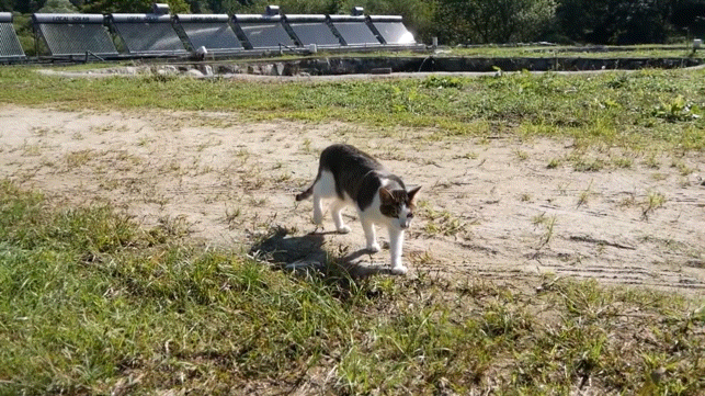 [hahaha] 양어장 냥이들에게는 늘 다정한 무...gif | 인스티즈