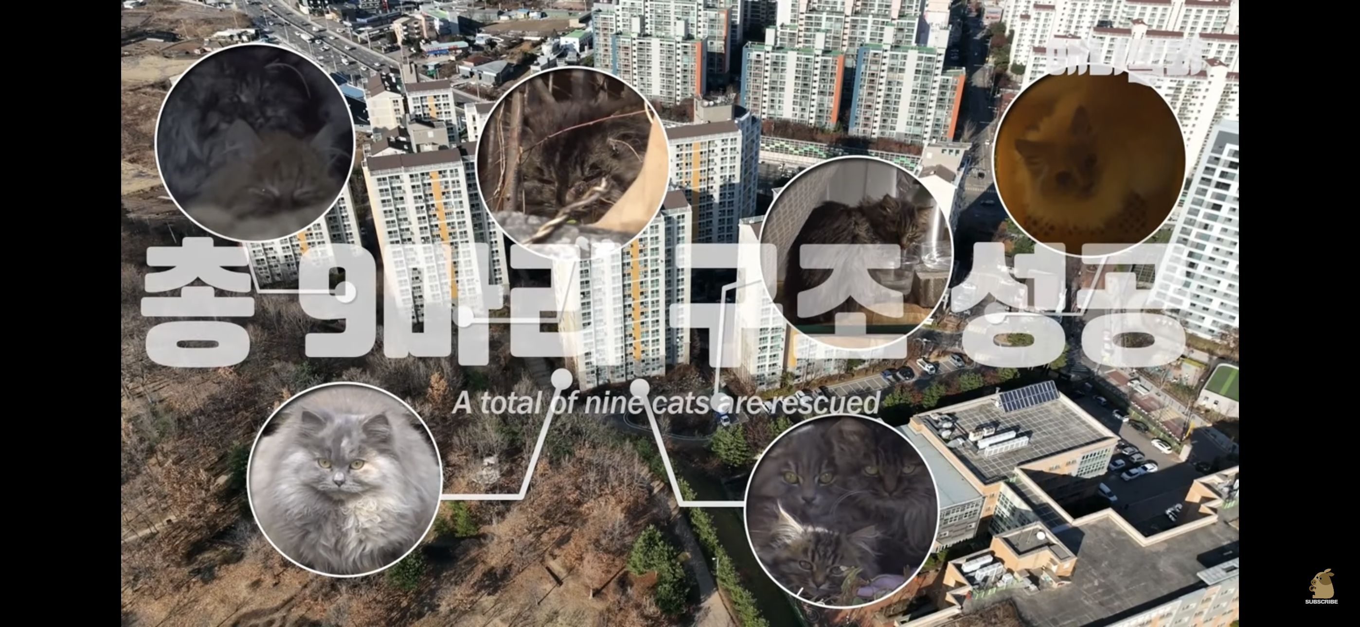 경기도 김포시 마송 휴먼시아 10단지 아파트내에 집단으로 유기된 노르웨이숲 고양이 | 인스티즈