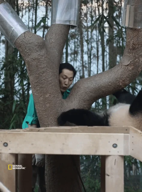 후이바오🐼 킹받게 놀리는 송바오 | 인스티즈