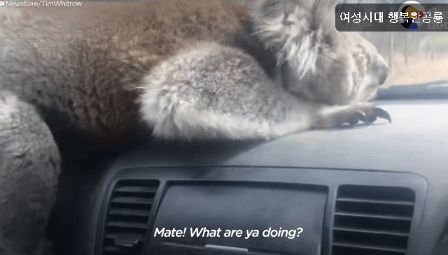 호주에서 더운 여름날에 차문을 열고 있으면 생기는 일.gif | 인스티즈