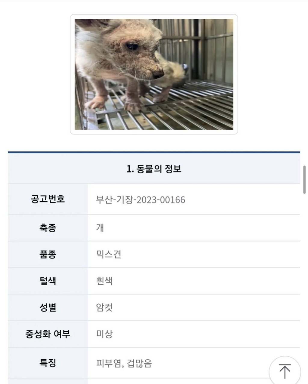 기적에 기적이 이어진 강아지 요미의 이야기 | 인스티즈