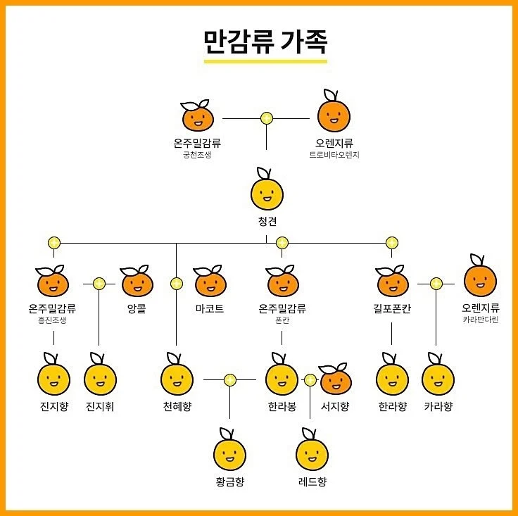 귤 족보 | 인스티즈