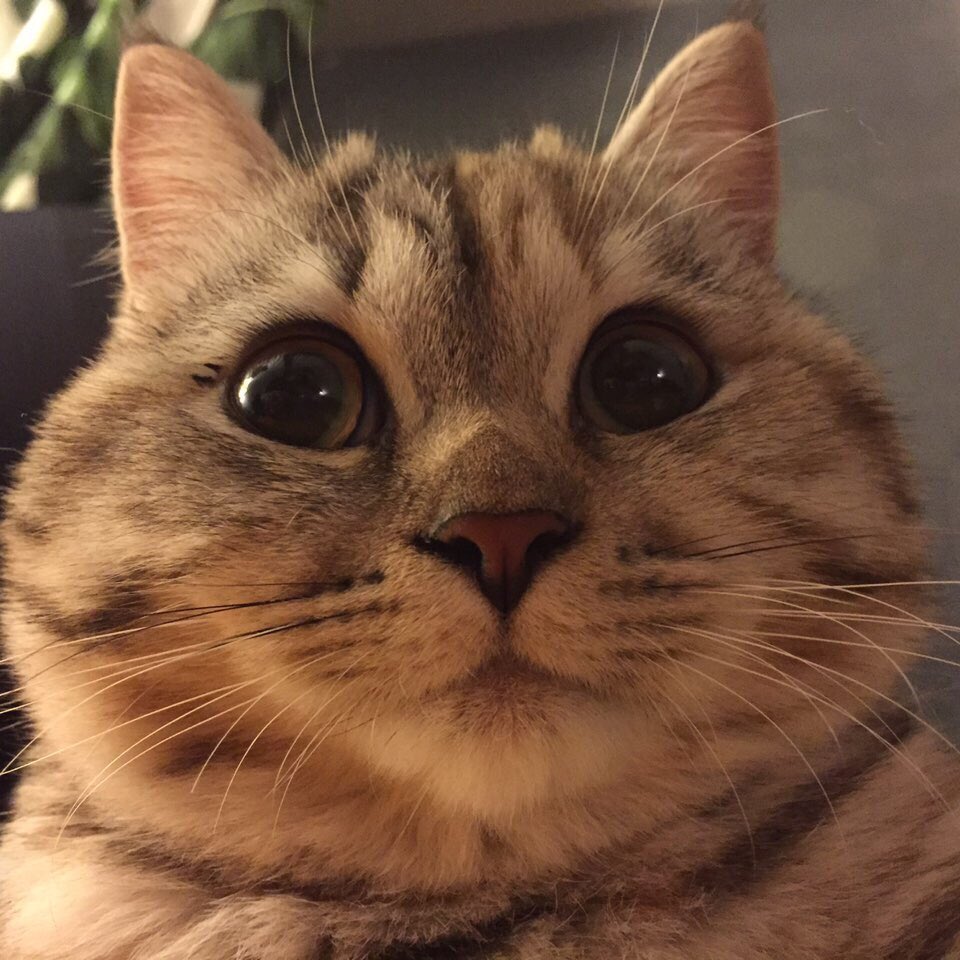 당신 고양이 뚱쭝해요.twt | 인스티즈
