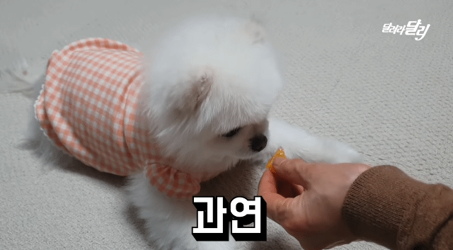 강아지도 양치 후 먹는 귤이 입에 쓸까? .gif | 인스티즈