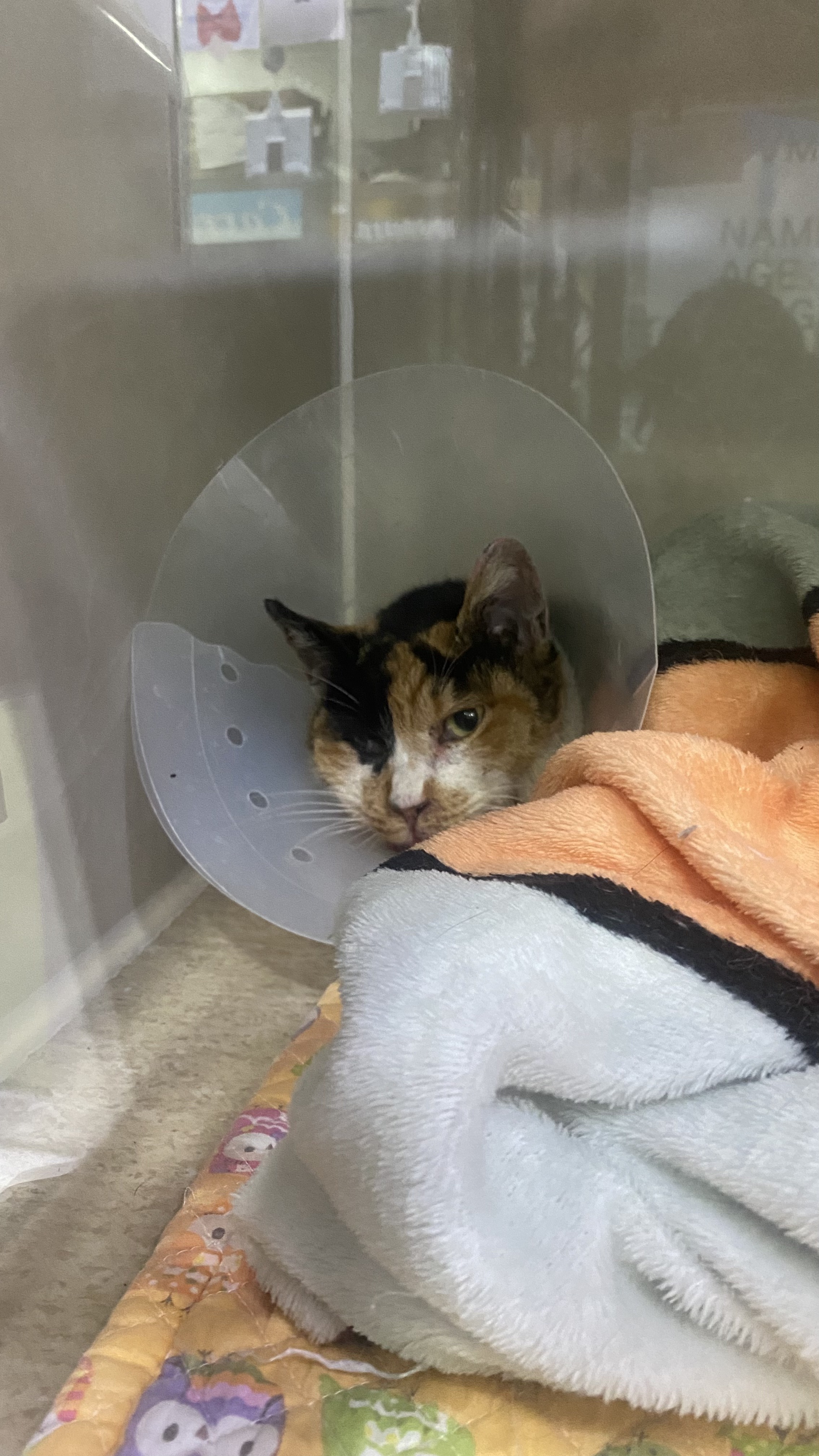 코시국에 재택하다가 고양이를 만났는데.. | 인스티즈