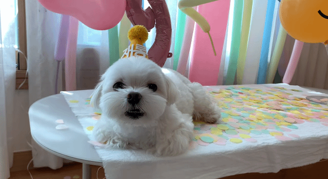 생일이 뭔진 모르겠지만 아무튼 신난 재롱이 | 인스티즈