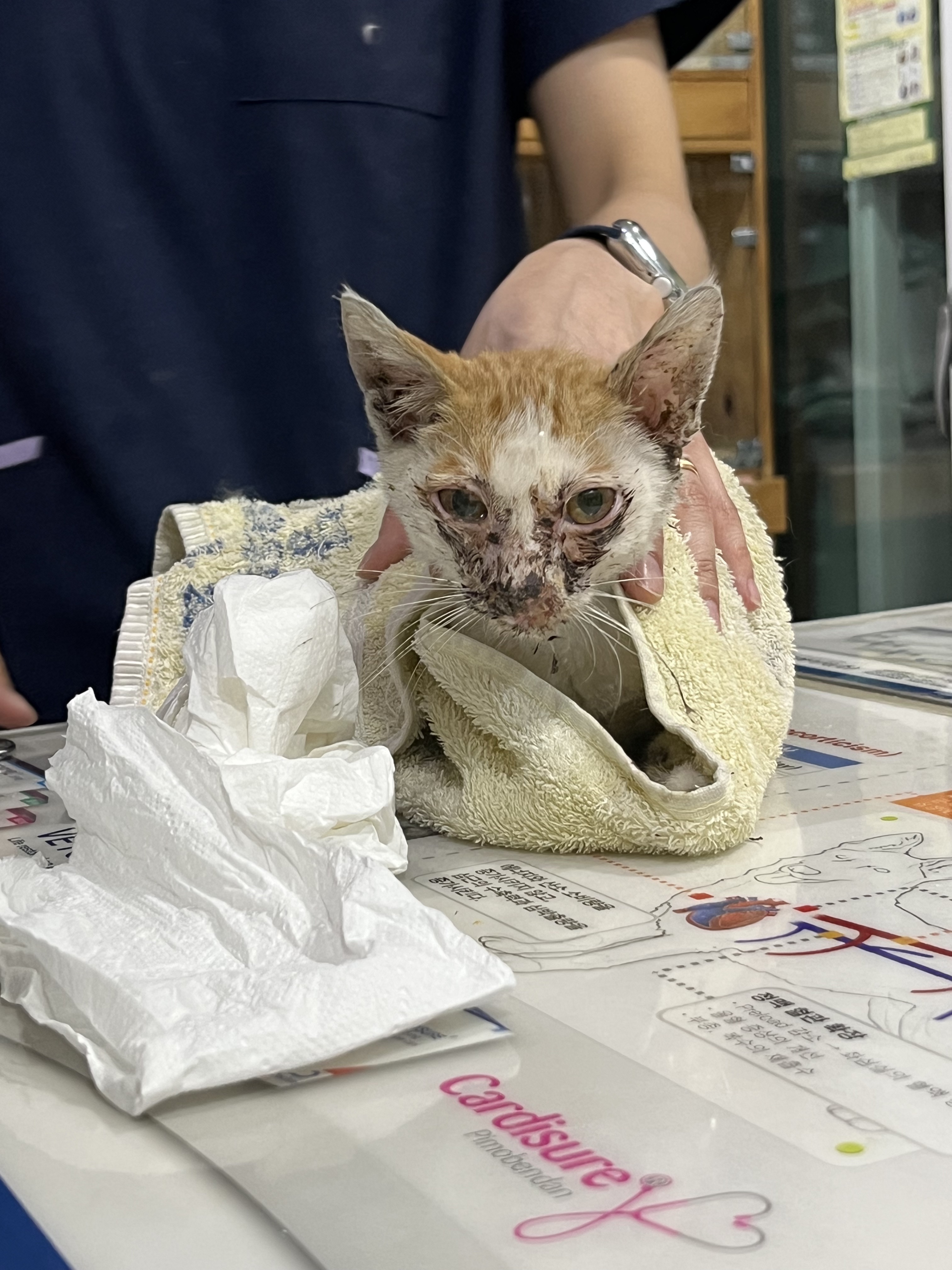 고양이 코 파는 동영상 | 인스티즈