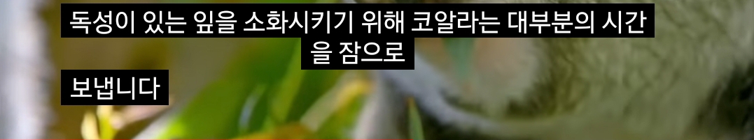 🐨 새끼 코알라랑 뽀뽀하면 안되는 이유 🐨 | 인스티즈