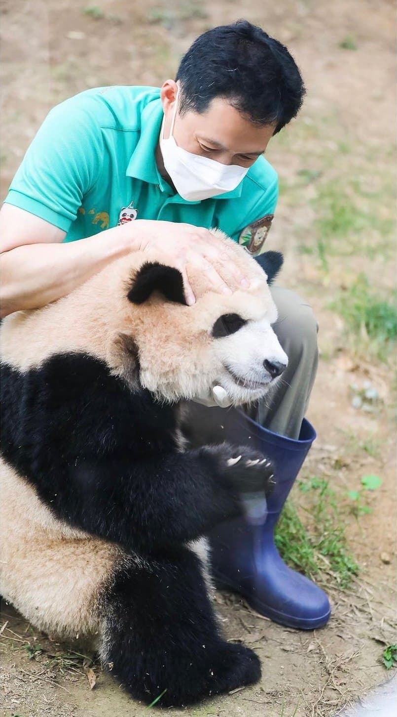 푸바오 얼굴 찌부 짤 모음 🥴 | 인스티즈