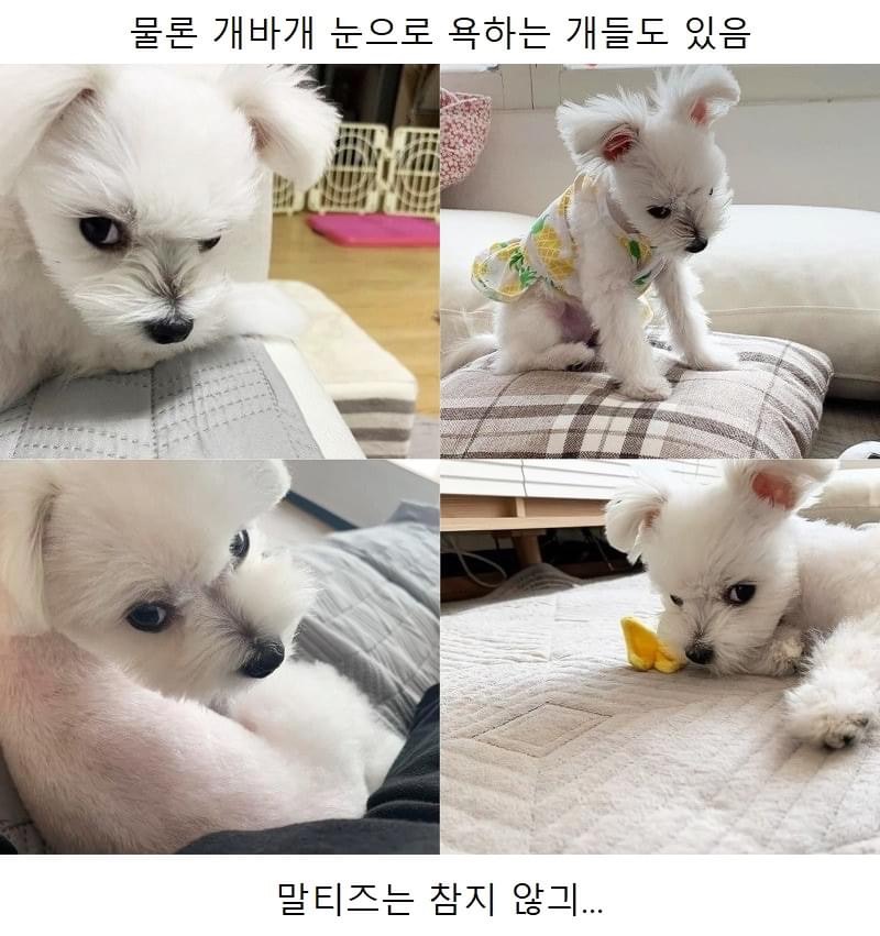 강아지 키우는 사람들의 감동 포인트 ㅠㅠㅠ | 인스티즈