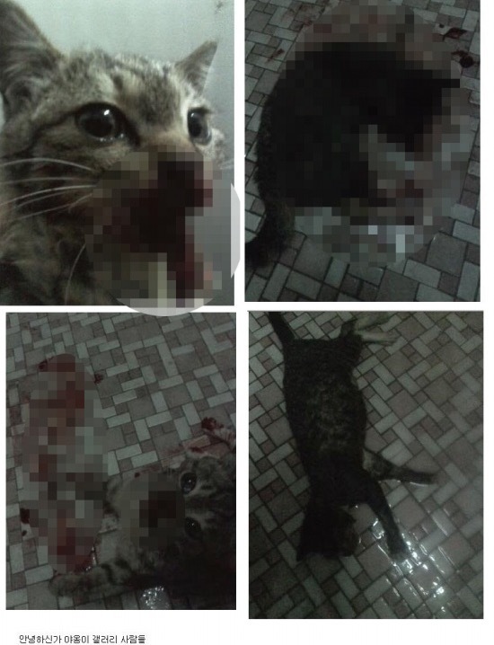 디씨인사이드 야옹이 갤러리 역대만행정리 (잔인함 주의) 사진 | 인스티즈