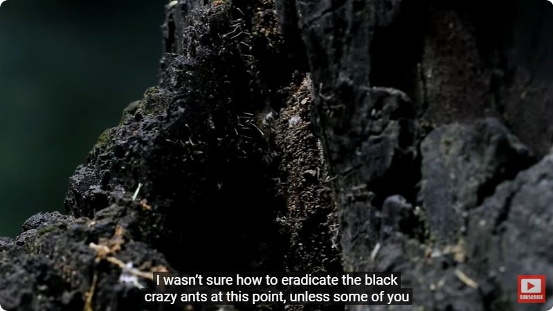 거대한 수조에 열대우림 환경을 조성해놓으면 생기는 일 - 4 | 인스티즈