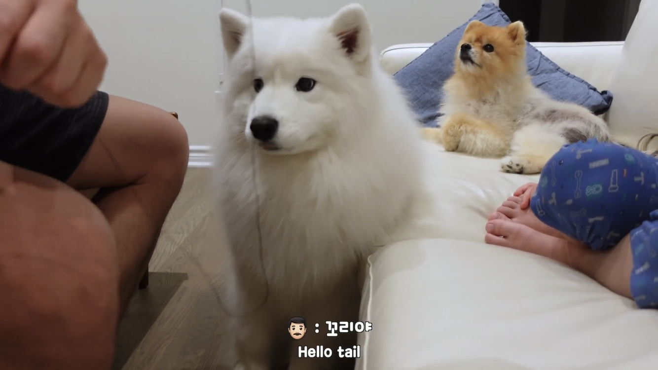 사모예드와 흔들리는 이 뽑는 법 | 인스티즈