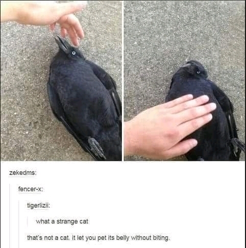 이 검은고양이 이상하게 생겼는데? | 인스티즈