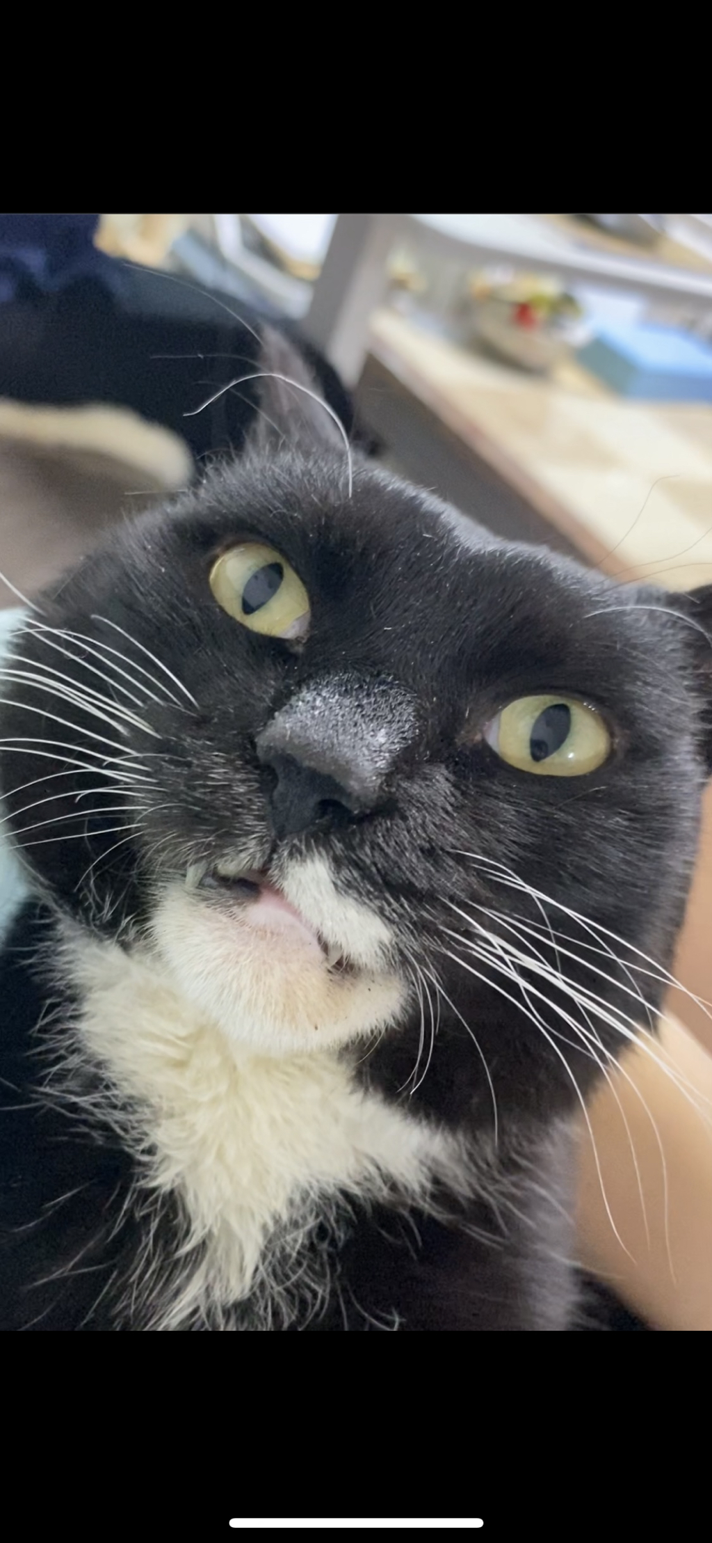 솔직히 내 반려동물 고창석 닮음. 여시네 반려동물은 누구 닮았어? | 인스티즈