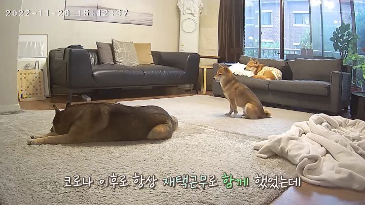 집에 강아지들끼리만 남겨졌을때 | 인스티즈