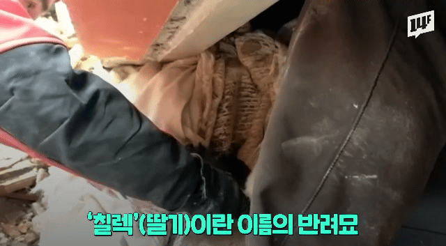 튀르키예 지진 현장에서 구조되는 강아지와 고양이들.gif | 인스티즈