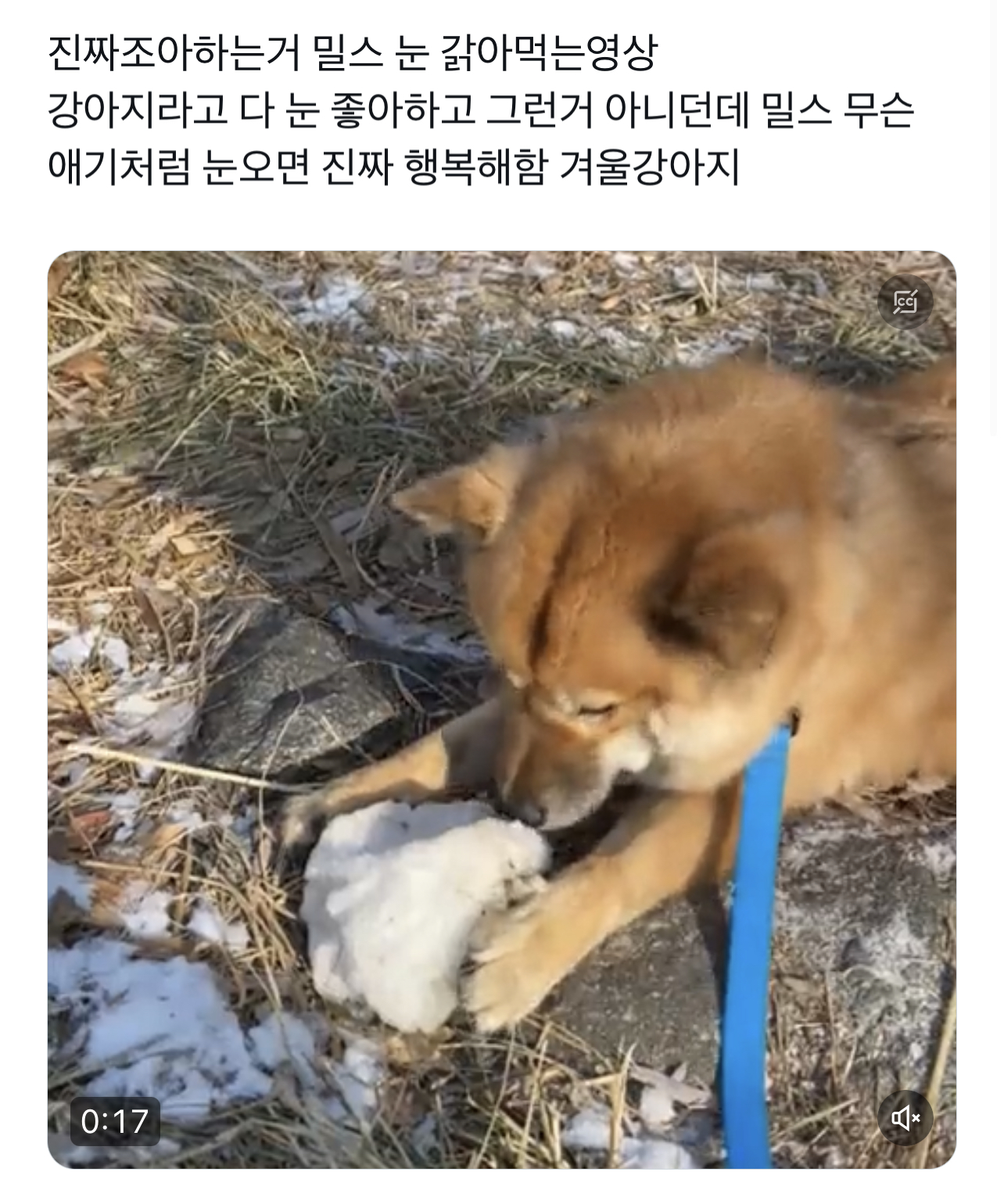 요즘 트위터에서 핫한 강아지 | 인스티즈