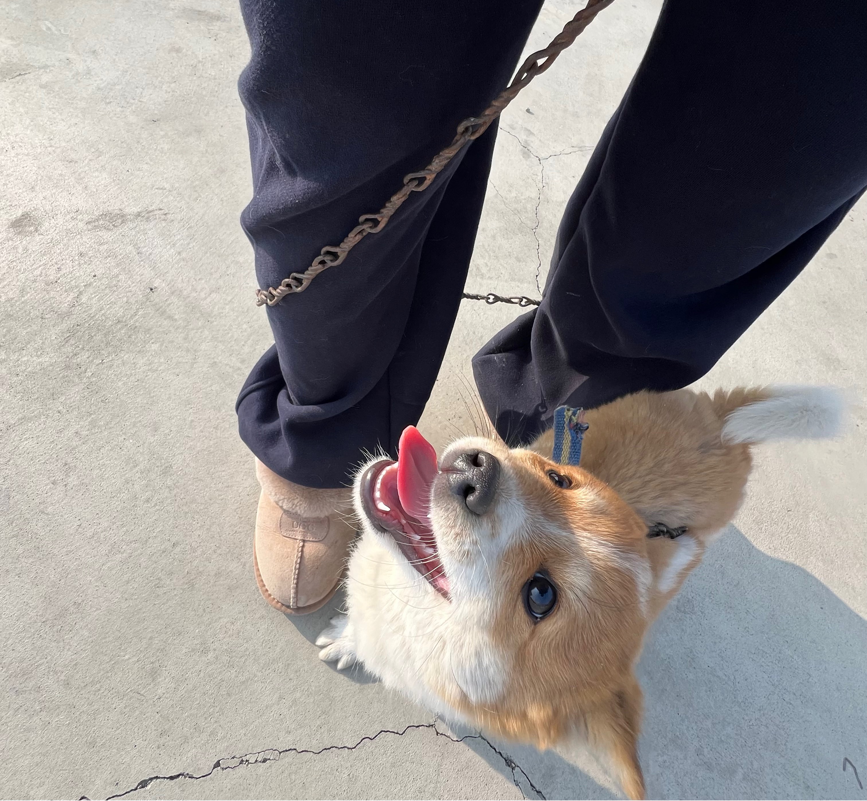 할머니집 시골개 산책시켜주고 왓다내요 | 인스티즈