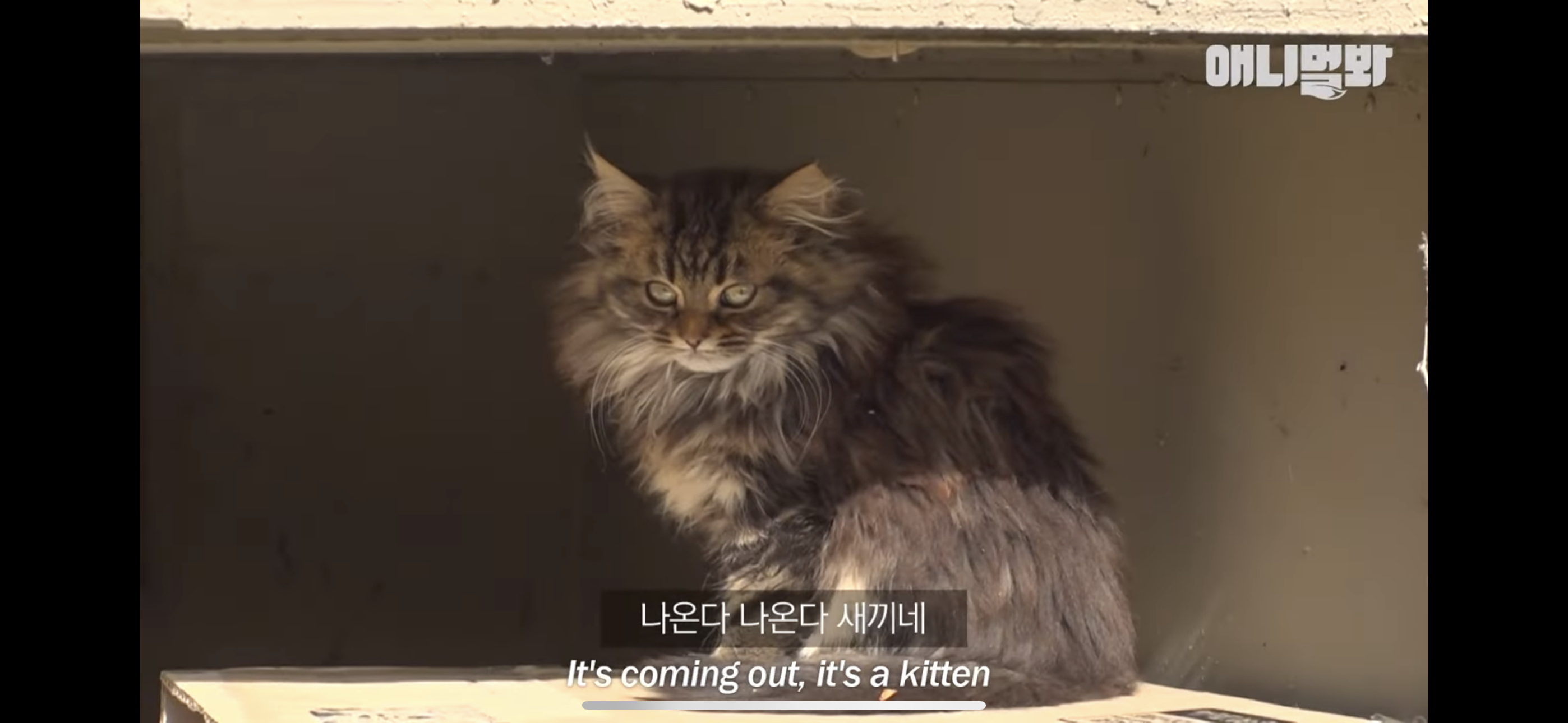 경기도 김포시 마송 휴먼시아 10단지 아파트내에 집단으로 유기된 노르웨이숲 고양이 | 인스티즈