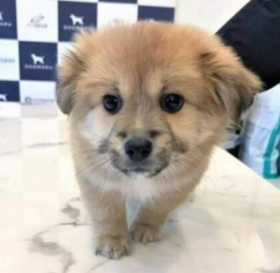 주인님 그 녀석은 가짜에요 모음집.jpg | 인스티즈