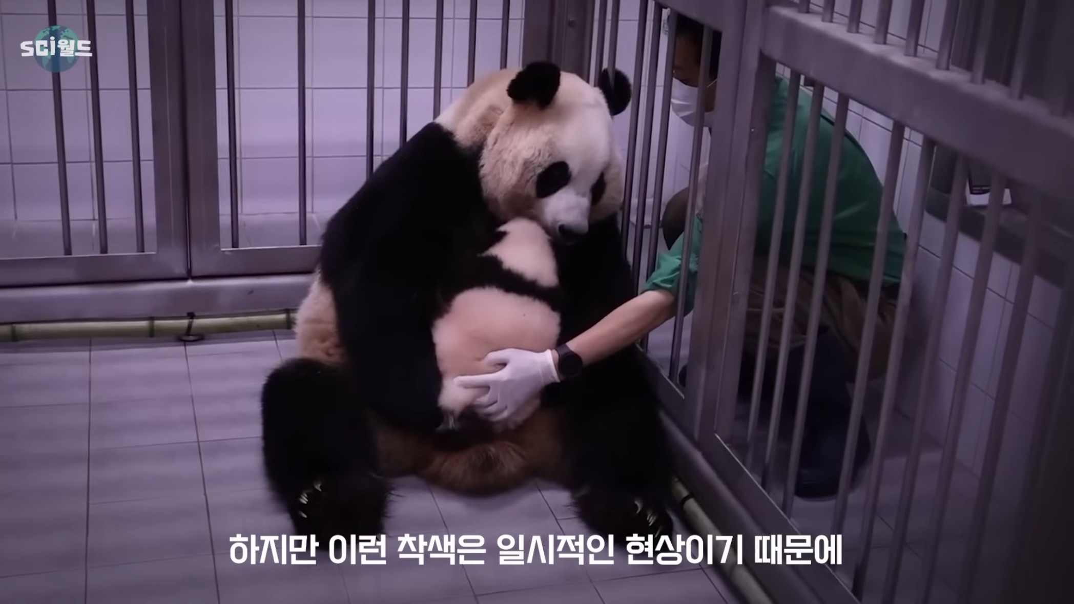 아기 판다들이 꼬질한 이유 | 인스티즈