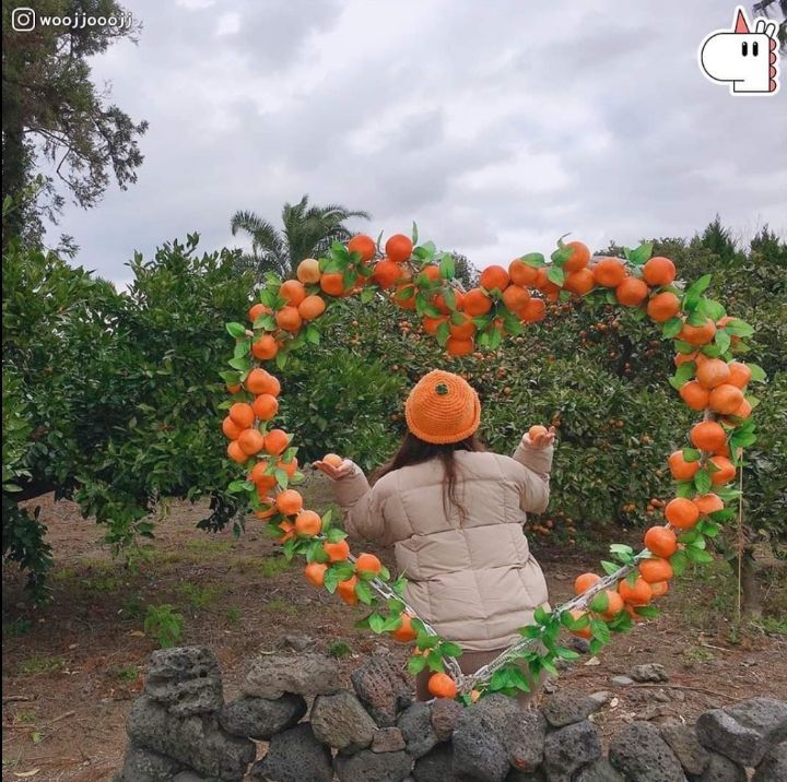 제주도 감귤 아이템🍊.jpg | 인스티즈