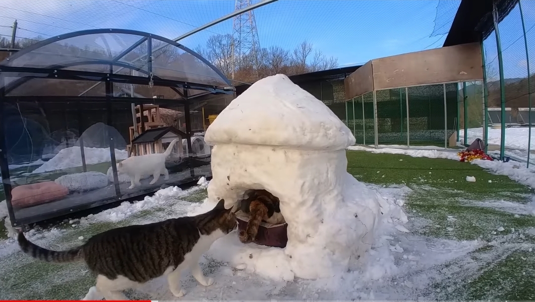 눈으로 집 만들어줬는데 갑자기 싸우는 하하하네 고양이들.gif | 인스티즈