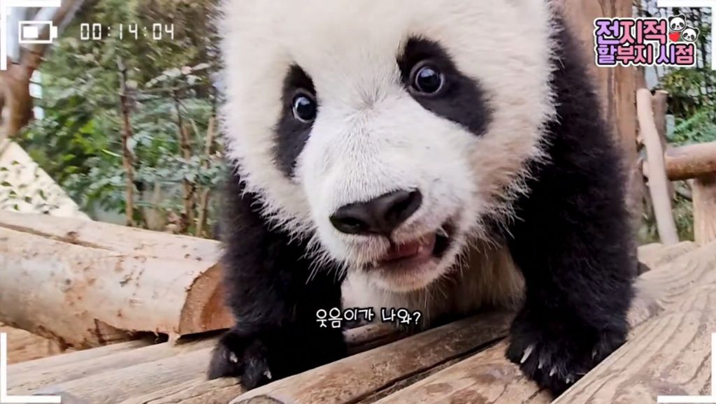 판다월드 반장선거에 나간 루이바오 🐼 | 인스티즈