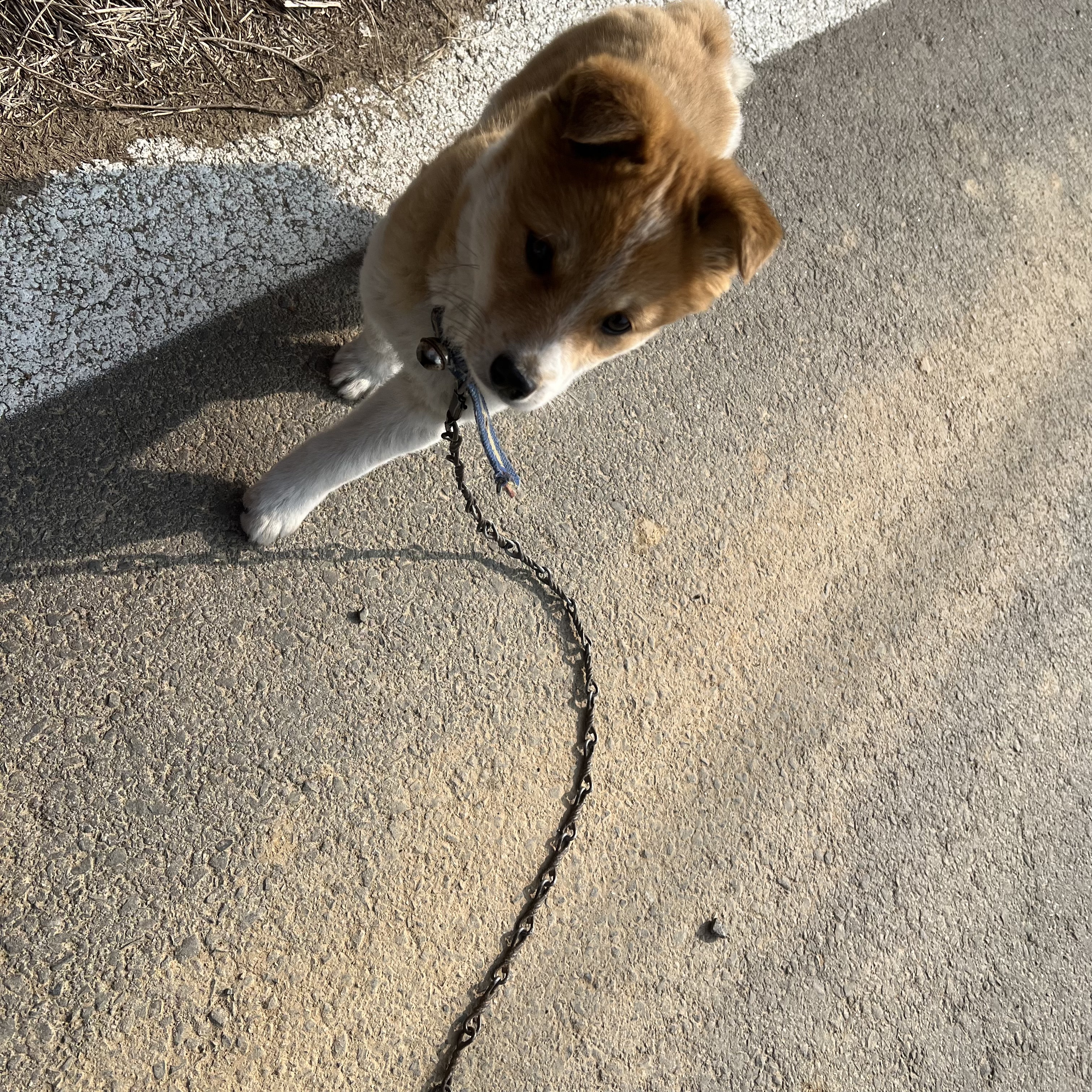 할머니집 시골개 산책시켜주고 왓다내요 | 인스티즈