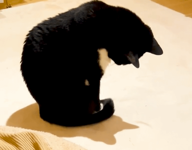 그림자가 신기한 고양이.gif | 인스티즈