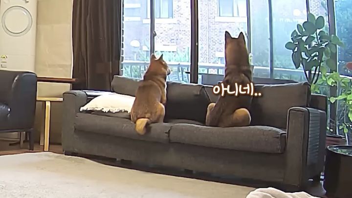 집에 강아지들끼리만 남겨졌을때 | 인스티즈