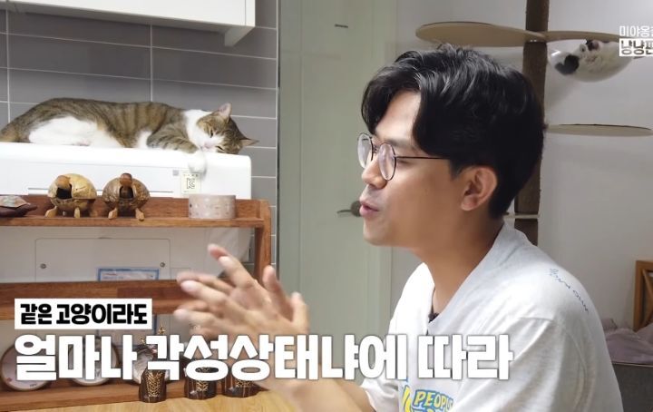 고양이 벽짚 챌린지는 진짜 지능과 관련 있을까? | 인스티즈