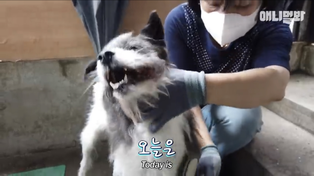 1년만에 자신을 두고 간 주인을 만난 강아지 반응 | 인스티즈