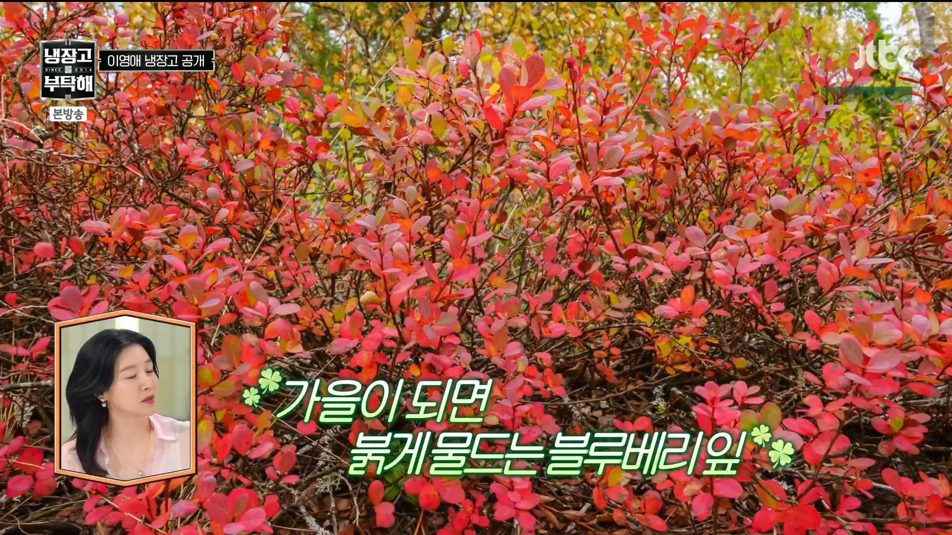 [냉장고를부탁해] 톡톡히 본 블루베리의 효능.jpg | 인스티즈