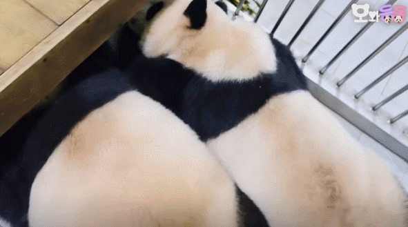 서로 알콩달콩 사이좋은 루이 후이바오 🐼 | 인스티즈