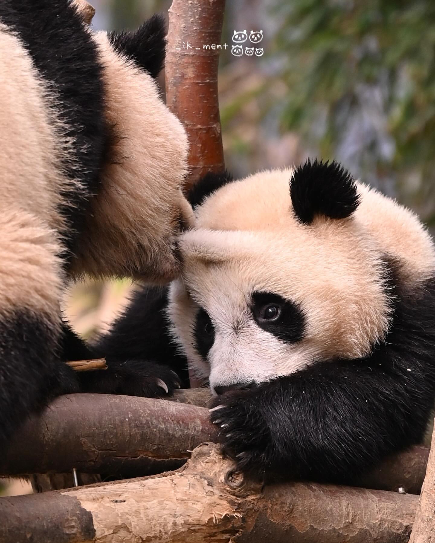 후이바오 마들렌 만드는 루이바오 | 인스티즈