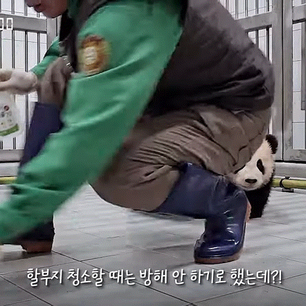 2인조로 할부지 괴롭히는 루이후이바오.gif | 인스티즈