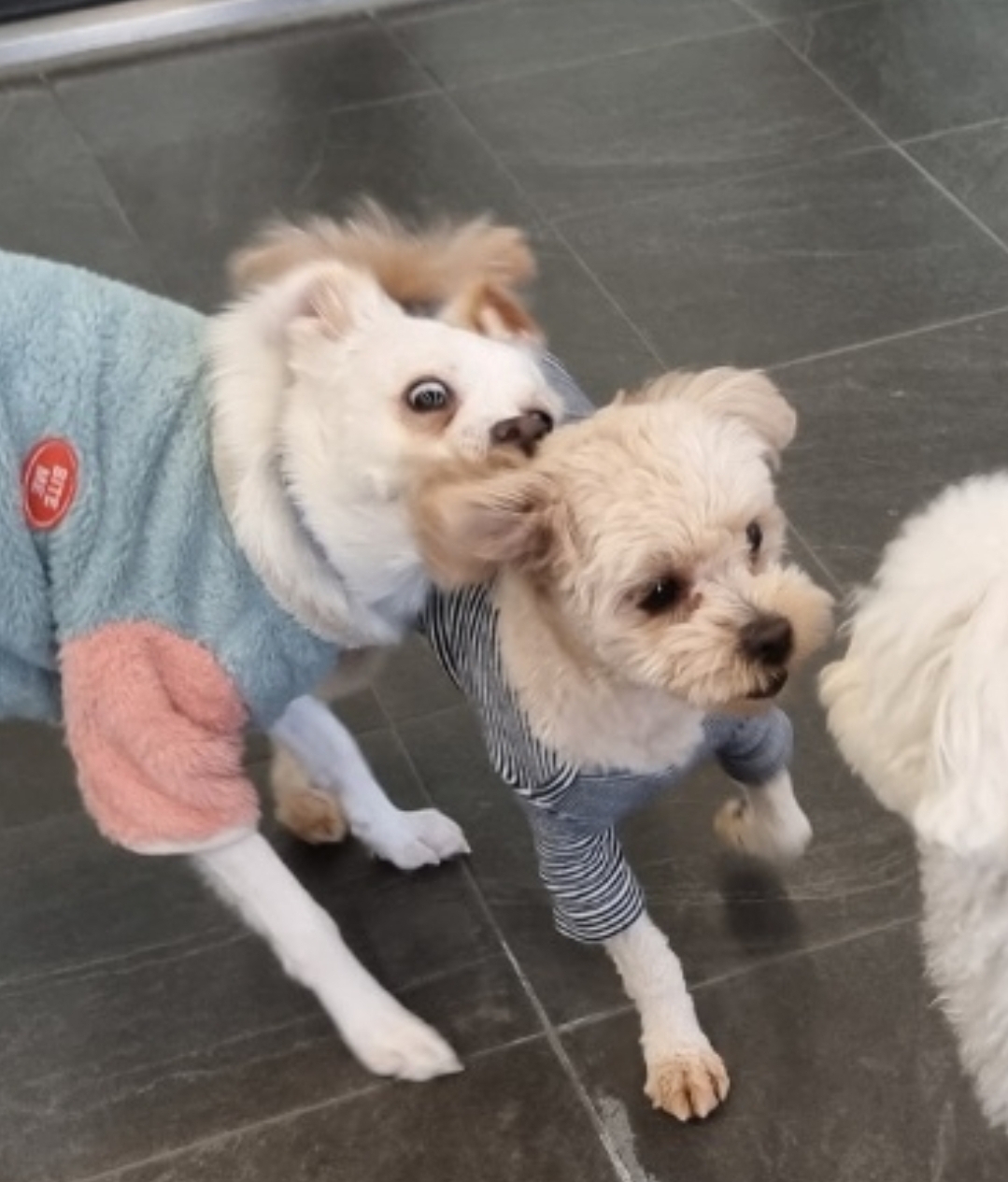 인간인 나보다 표정이 다양한 강쥐.. | 인스티즈