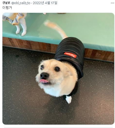 반가우면 민머리 되는 강쥐들 | 인스티즈