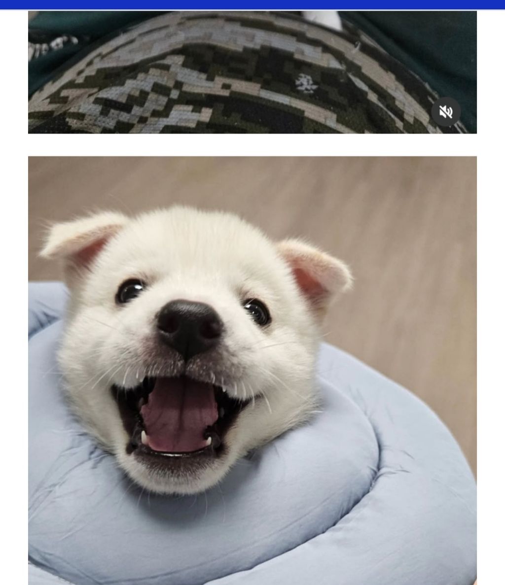 "2개월 아기강아지를 입양3일만에 유기한 20대 커플" 고발 서명 동참부탁해 | 인스티즈