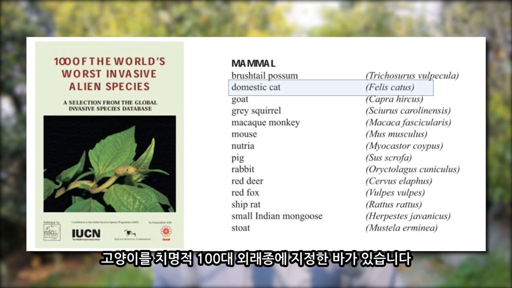 고양이가 자연생태계에 끼치는 심각한 영향(새 사체사진있음) | 인스티즈