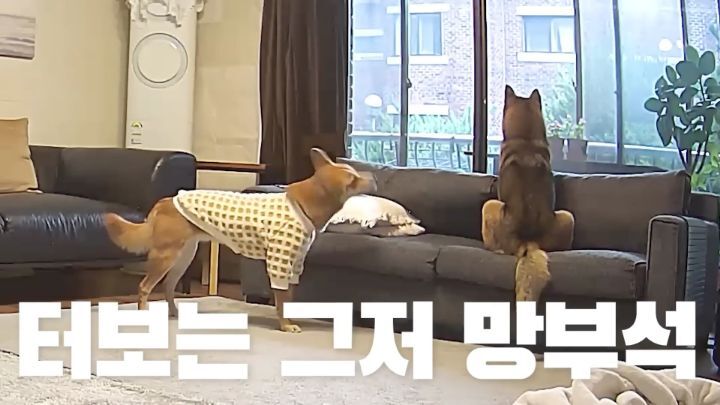 집에 강아지들끼리만 남겨졌을때 | 인스티즈