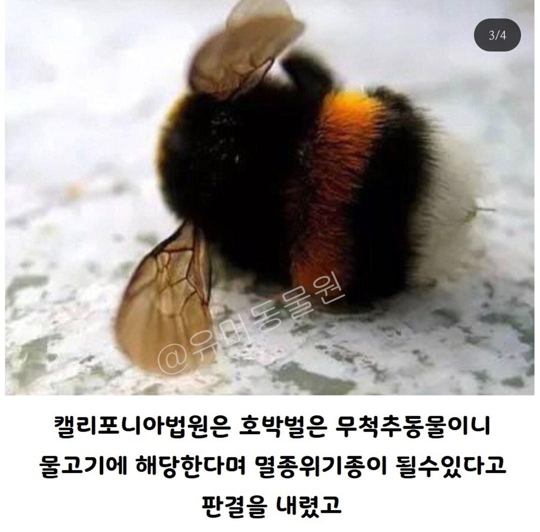 미국에선 호박벌이 물고기로 분류된다 | 인스티즈