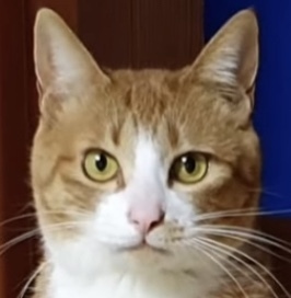 [매탈남] 매콤하게 생긴 고양이 | 인스티즈